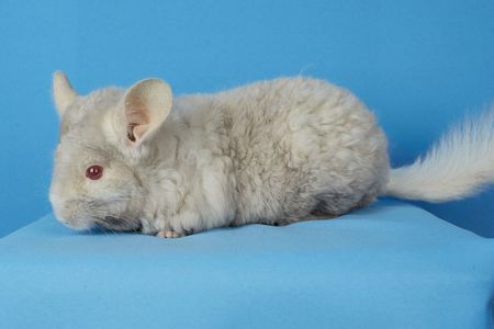 Гомобежевий рекс дівчинка шиншила