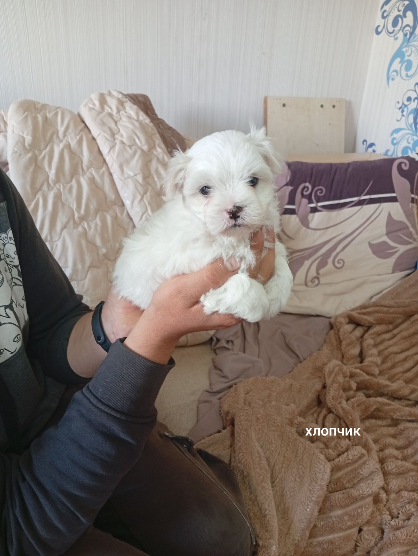 Цуценята мальтійська болонка