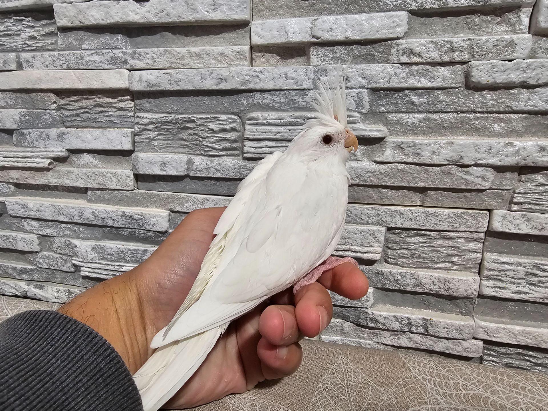 Продам кореллу молоденький