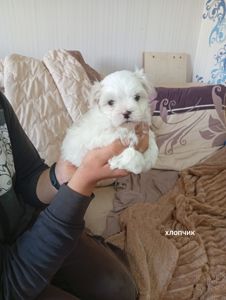 Цуценята мальтійська болонка