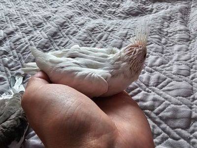 Продам кореллу молоденький