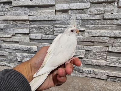 Продам кореллу молоденький