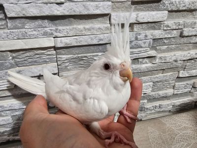 Продам кореллу молоденький