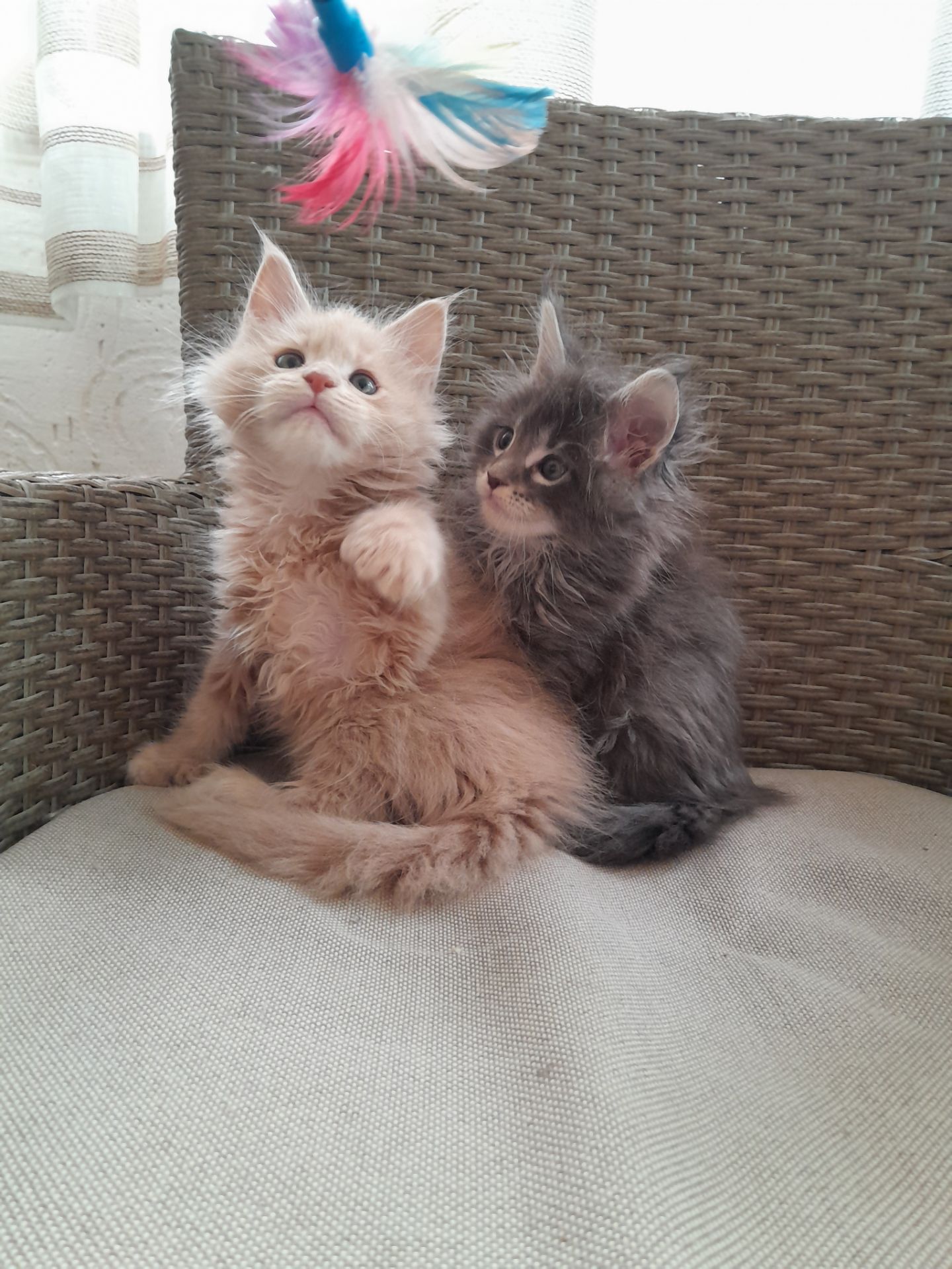 Котята Мейн-кун ПОЛИДАКТ