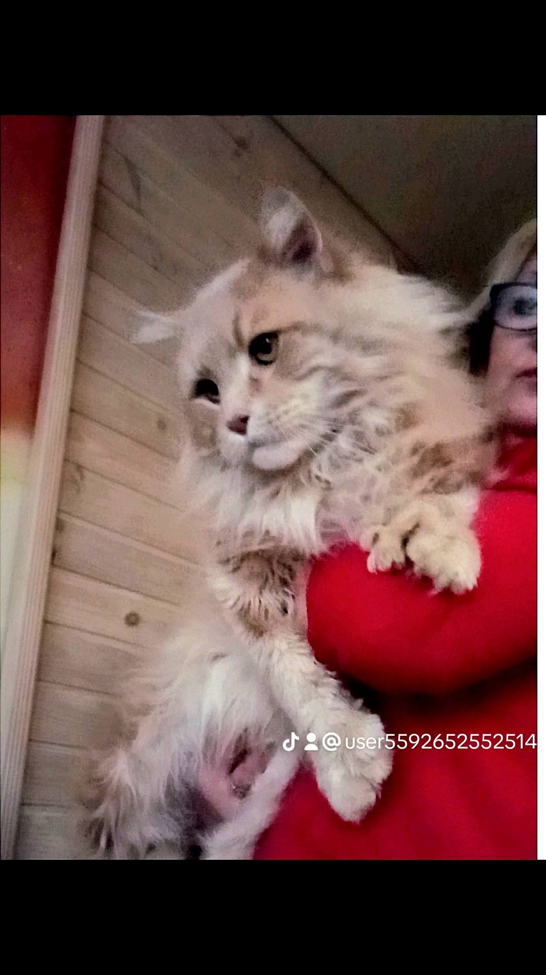 Котята Мейн-кун ПОЛИДАКТ