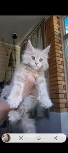 Котята Мейн-кун ПОЛИДАКТ