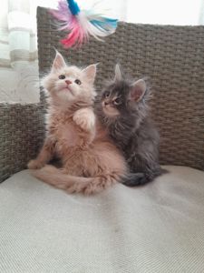 Котята Мейн-кун ПОЛИДАКТ