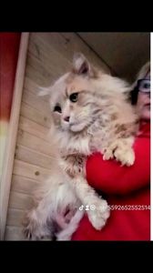 Котята Мейн-кун ПОЛИДАКТ