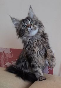 Котята Мейн-кун ПОЛИДАКТ