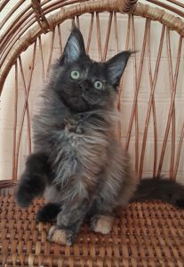 Котята Мейн-кун ПОЛИДАКТ