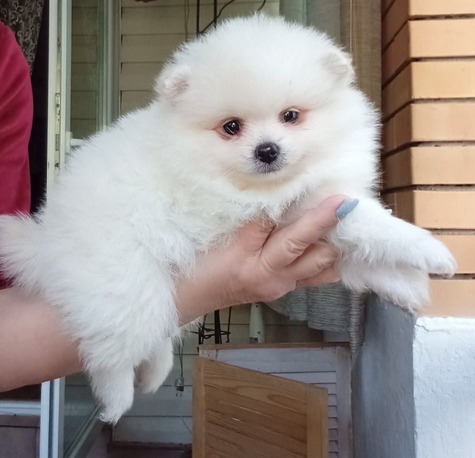Щенки шпиц померанский