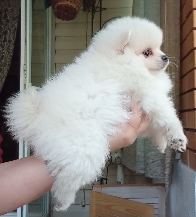 Щенки шпиц померанский