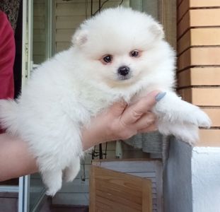 Щенки шпиц померанский