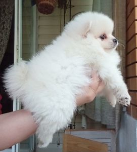 Щенки шпиц померанский