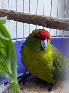 Какарик самка