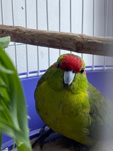 Какарик самка
