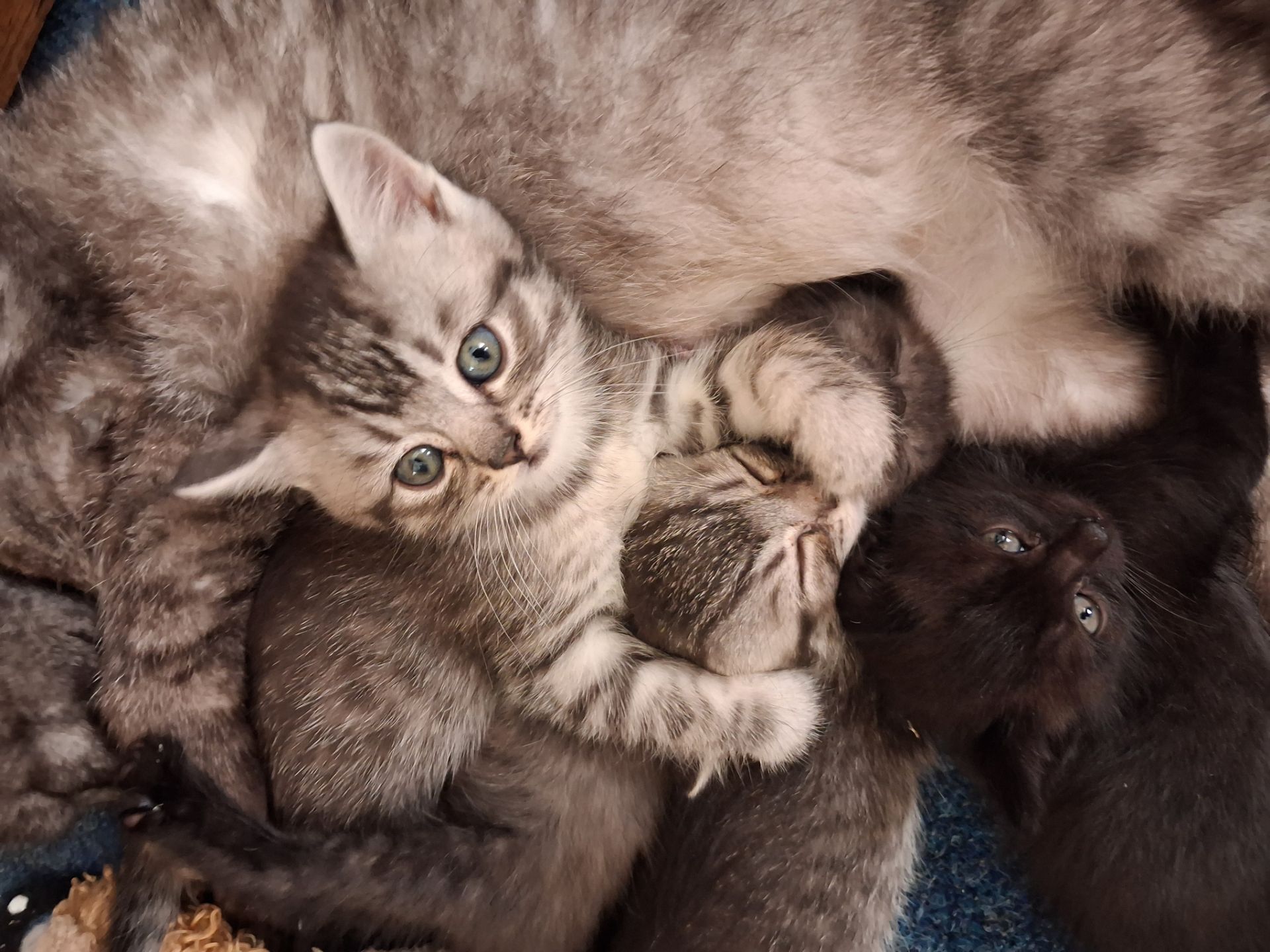 Шотландські кошенята хлопчики. Київ.