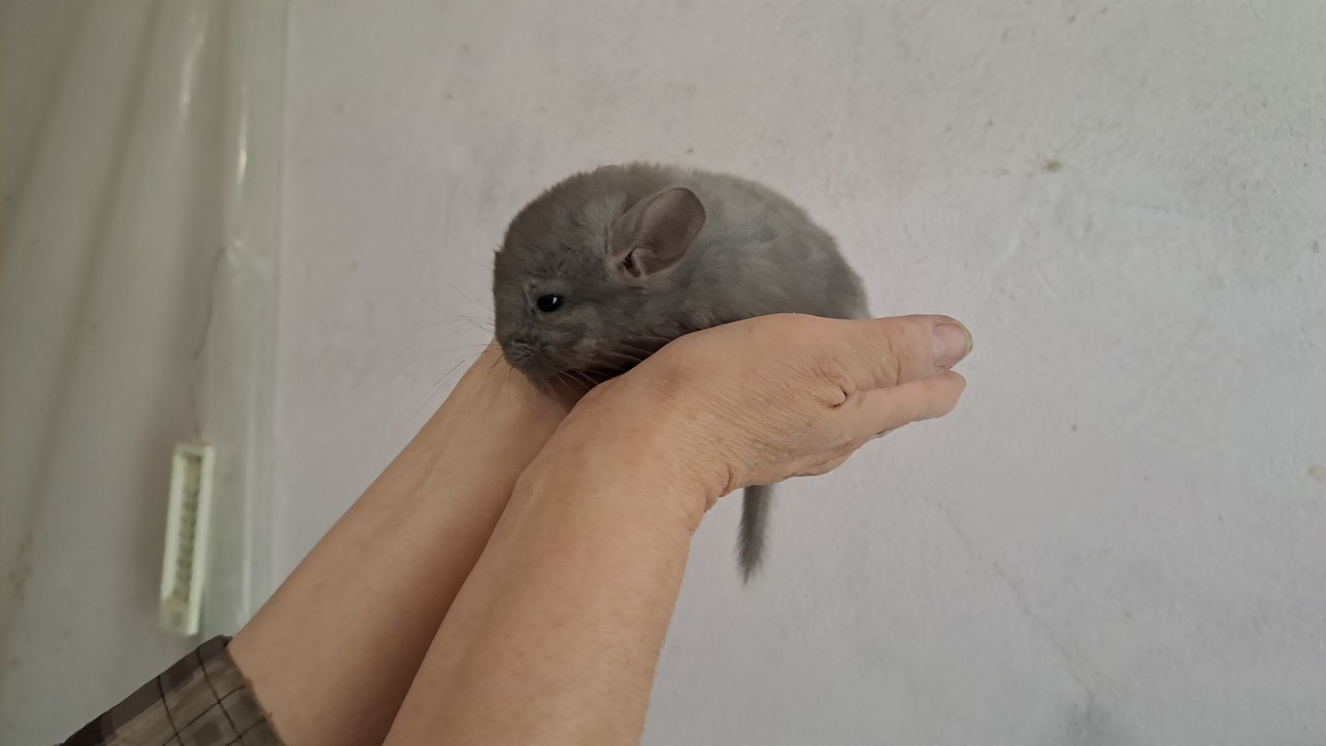 Самець шиншила фіолетовий окрас