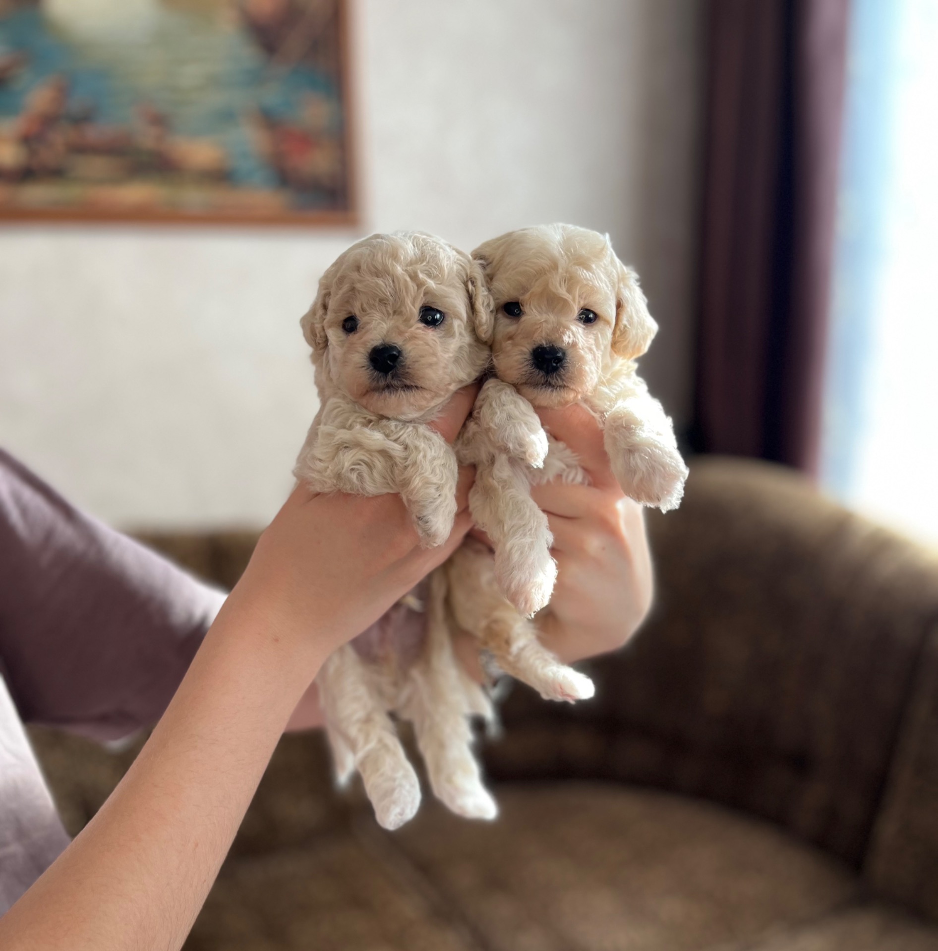 Кучеряві дітки мальтіпу