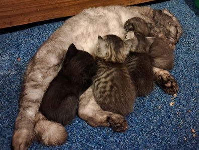 Шотландські кошенята хлопчики. Київ.