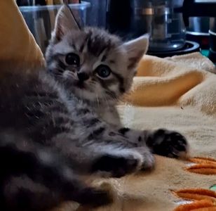 Шотландські кошенята хлопчики. Київ.