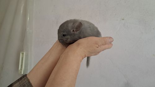 Самець шиншила фіолетовий окрас