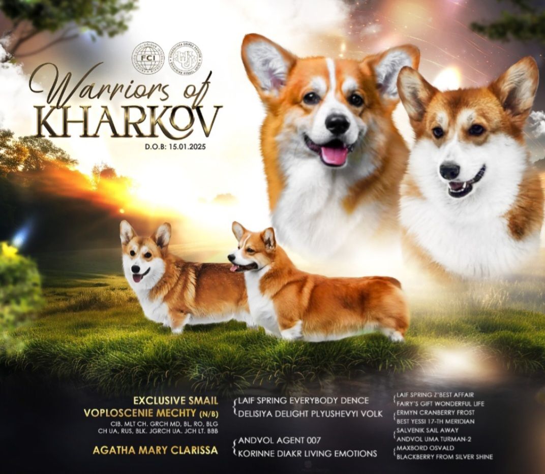 Мальчик вельш корги пемброк КСУ