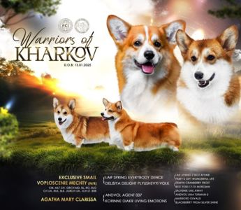 Мальчик вельш корги пемброк КСУ