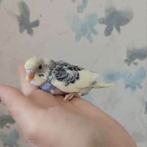 Ручные Волнистые попугаи!