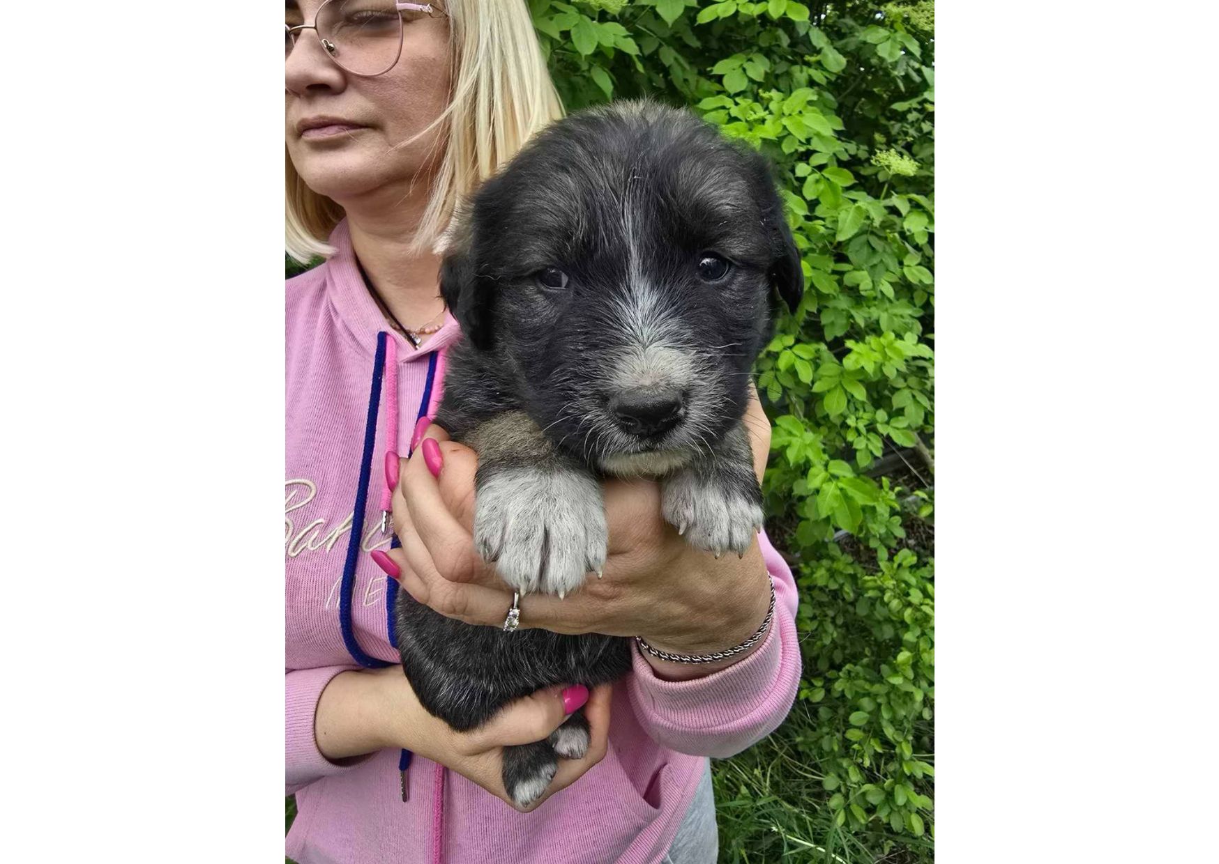 Терміново шукаємо родини для маленьких комочків щастя!
