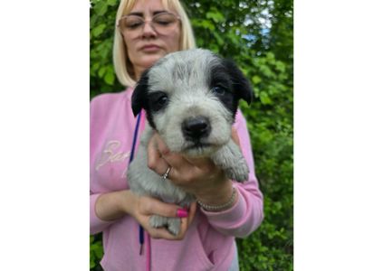 Терміново шукаємо родини для маленьких комочків щастя!
