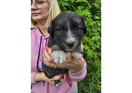 Терміново шукаємо родини для маленьких комочків щастя!