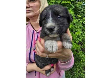 Терміново шукаємо родини для маленьких комочків щастя!