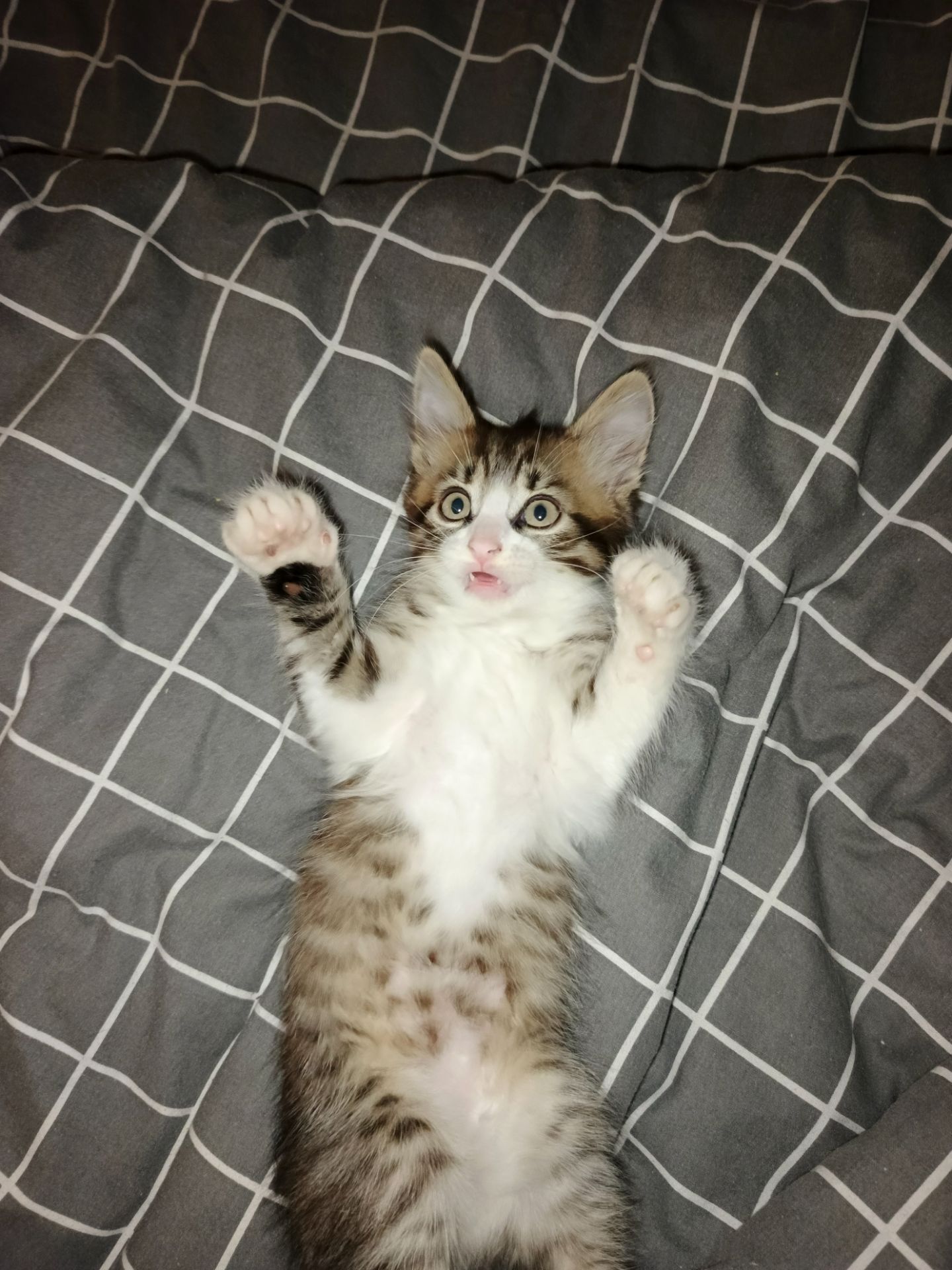 Котёнок