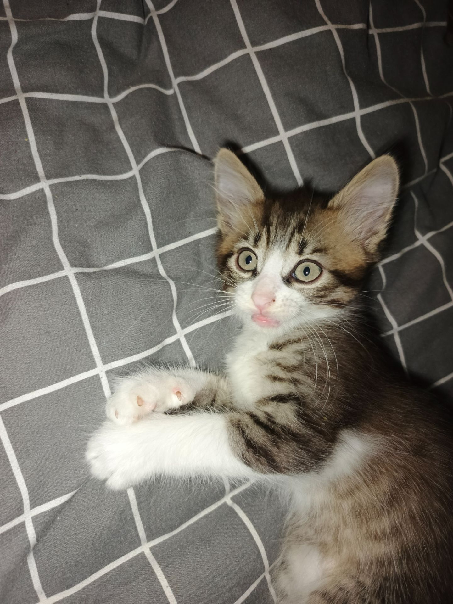 Котёнок