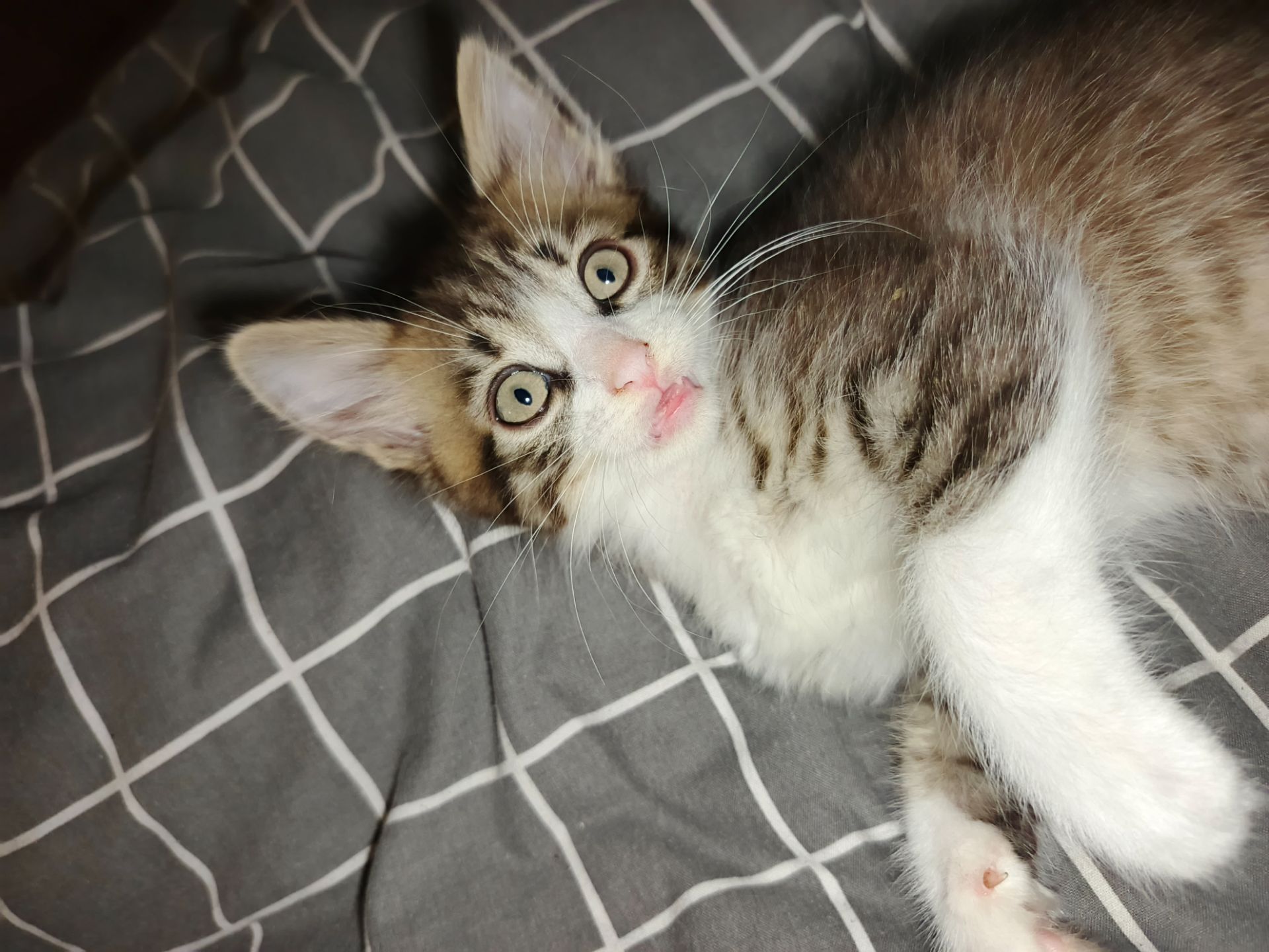 Котёнок