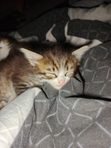 Котёнок