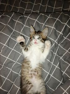 Котёнок