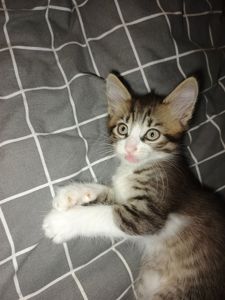Котёнок
