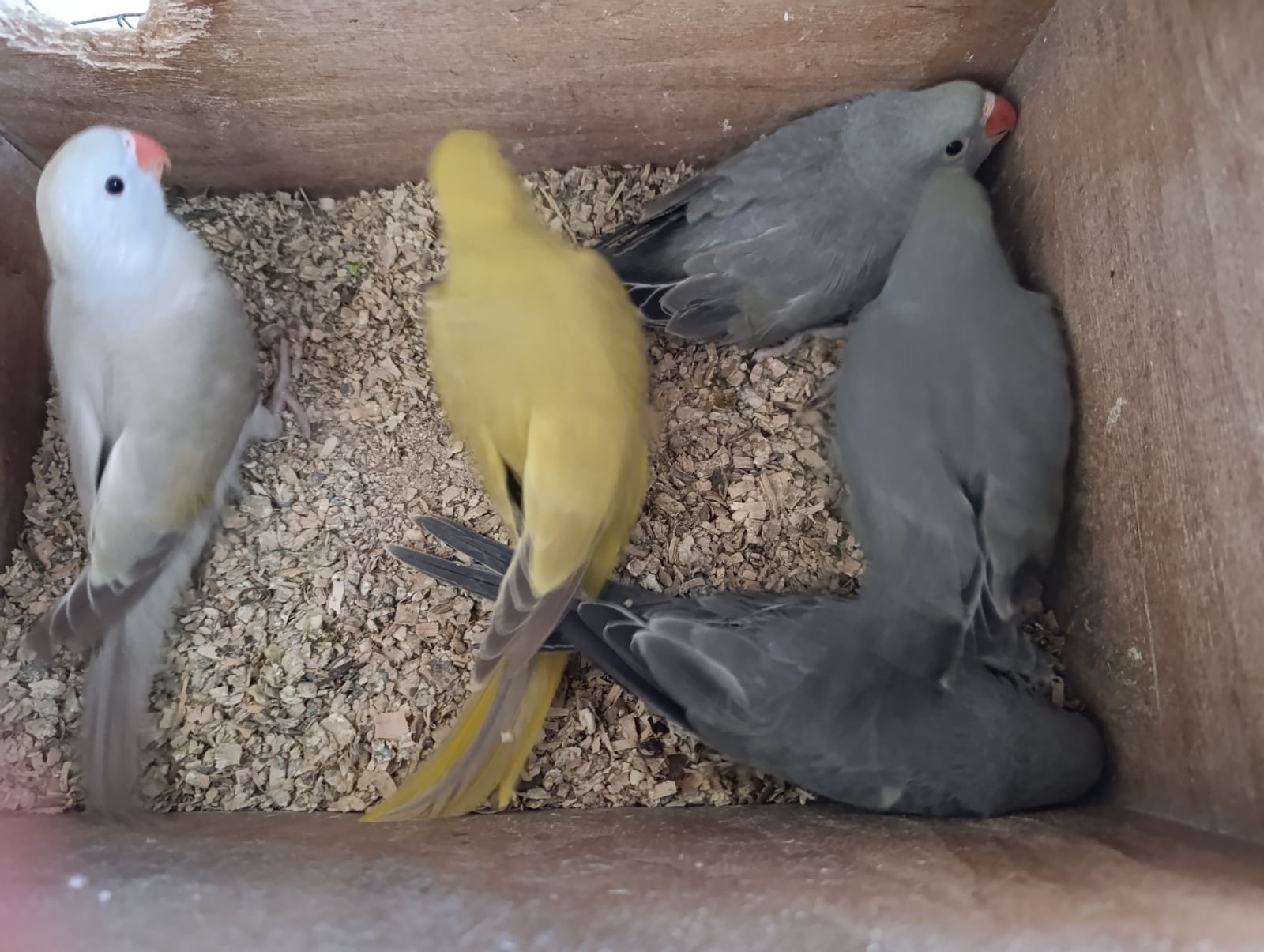 Продам самців молодих папуги Крамера