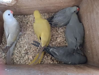 Продам самців молодих папуги Крамера