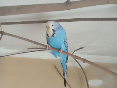 Хвилясті папуги пара