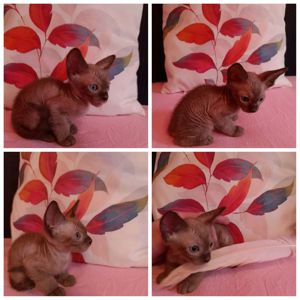 Кошенята Донського Сфінкса