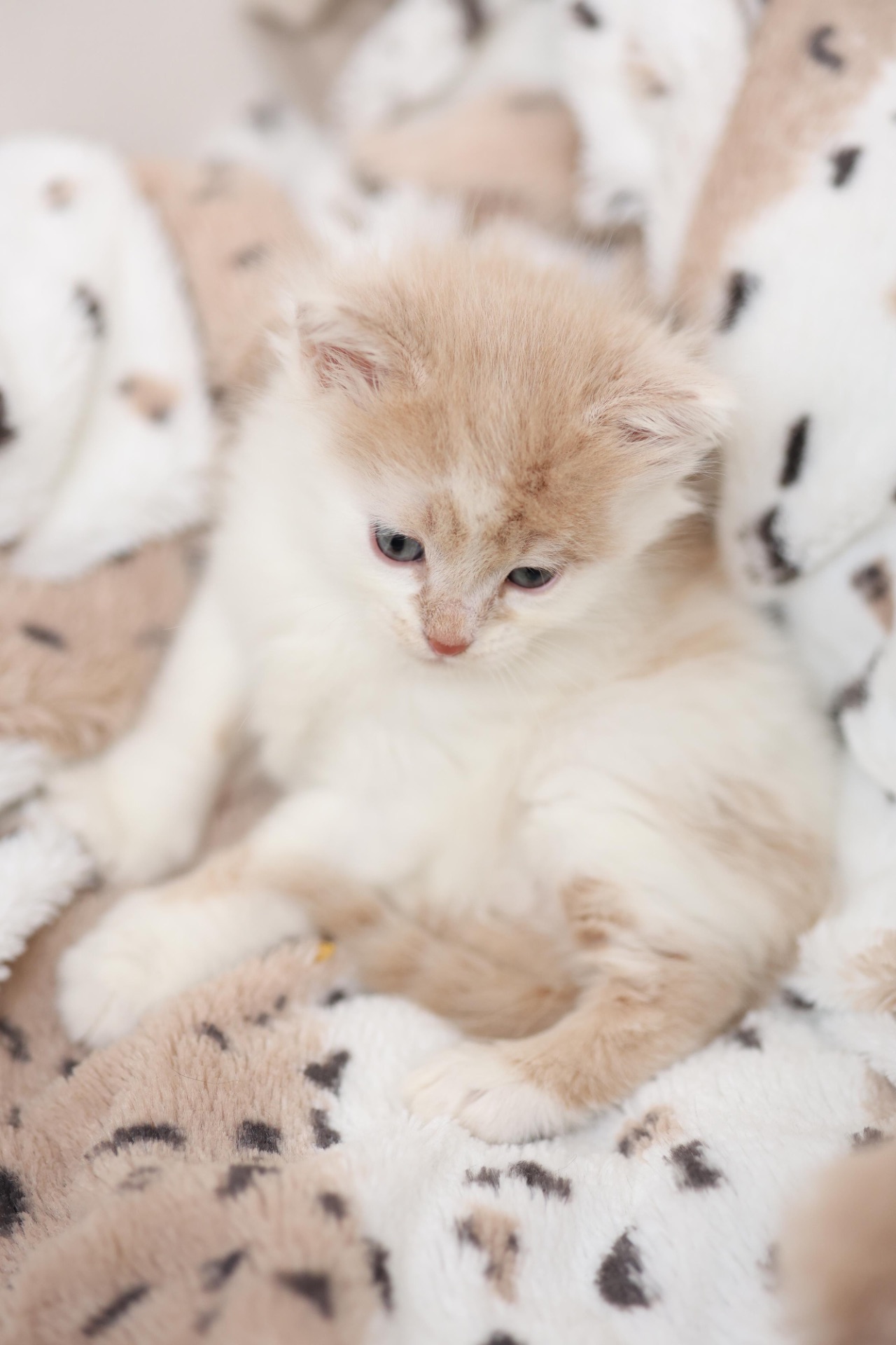 Руді кошенята