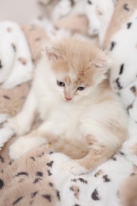 Руді кошенята