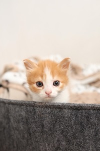 Руді кошенята