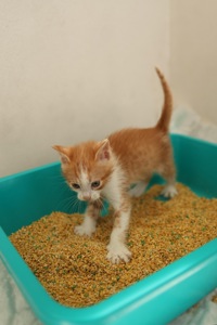 Руді кошенята