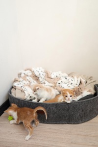 Руді кошенята