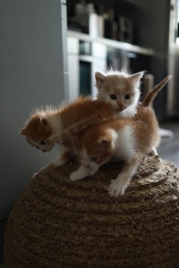 Руді кошенята
