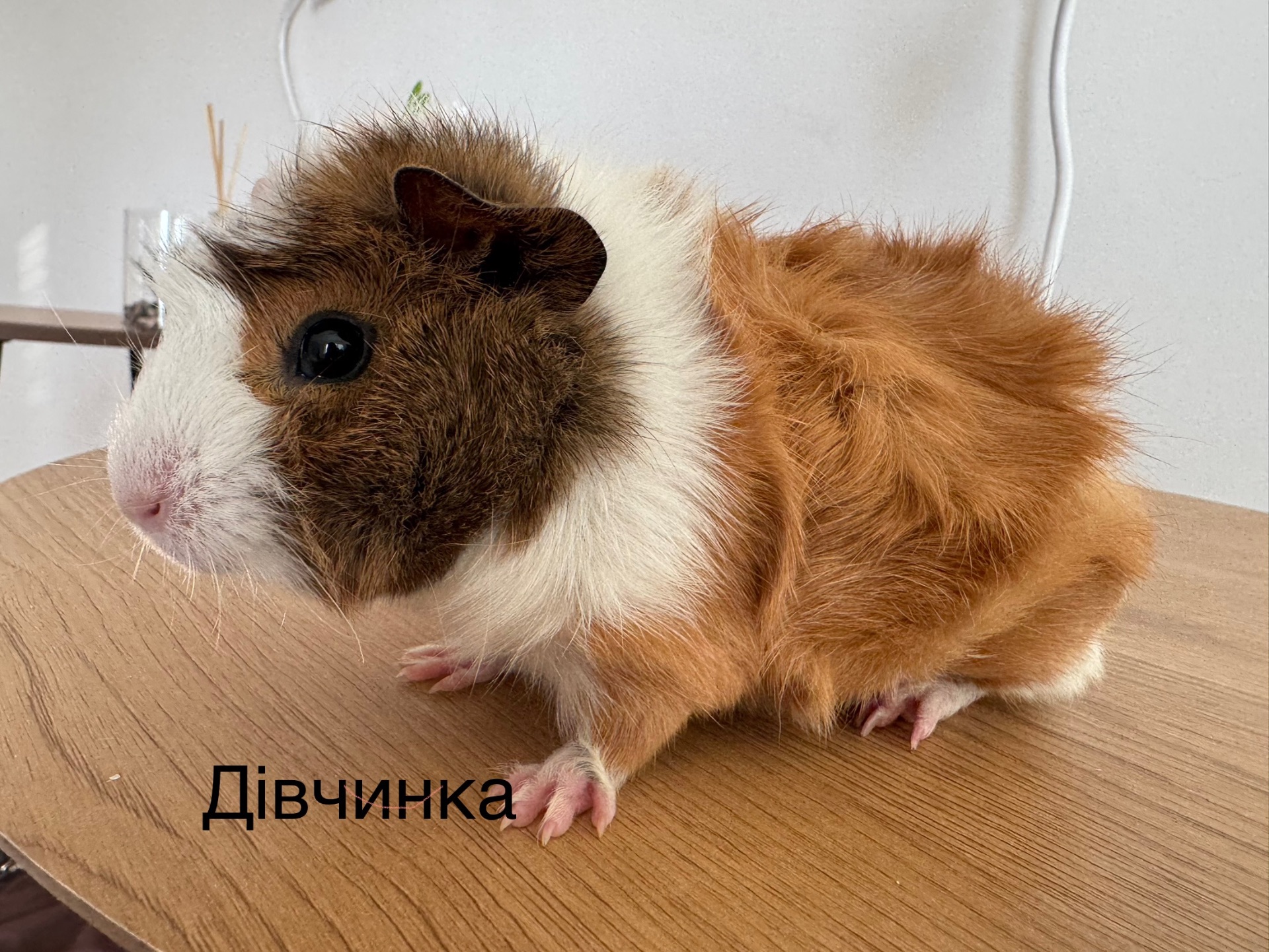 Розетка&Американська